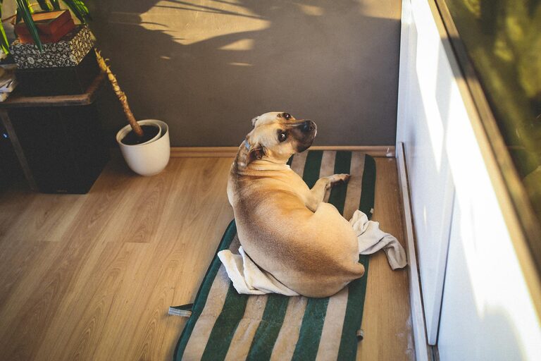 How to Set Up a Cozy and Pet-Friendly Home Corner